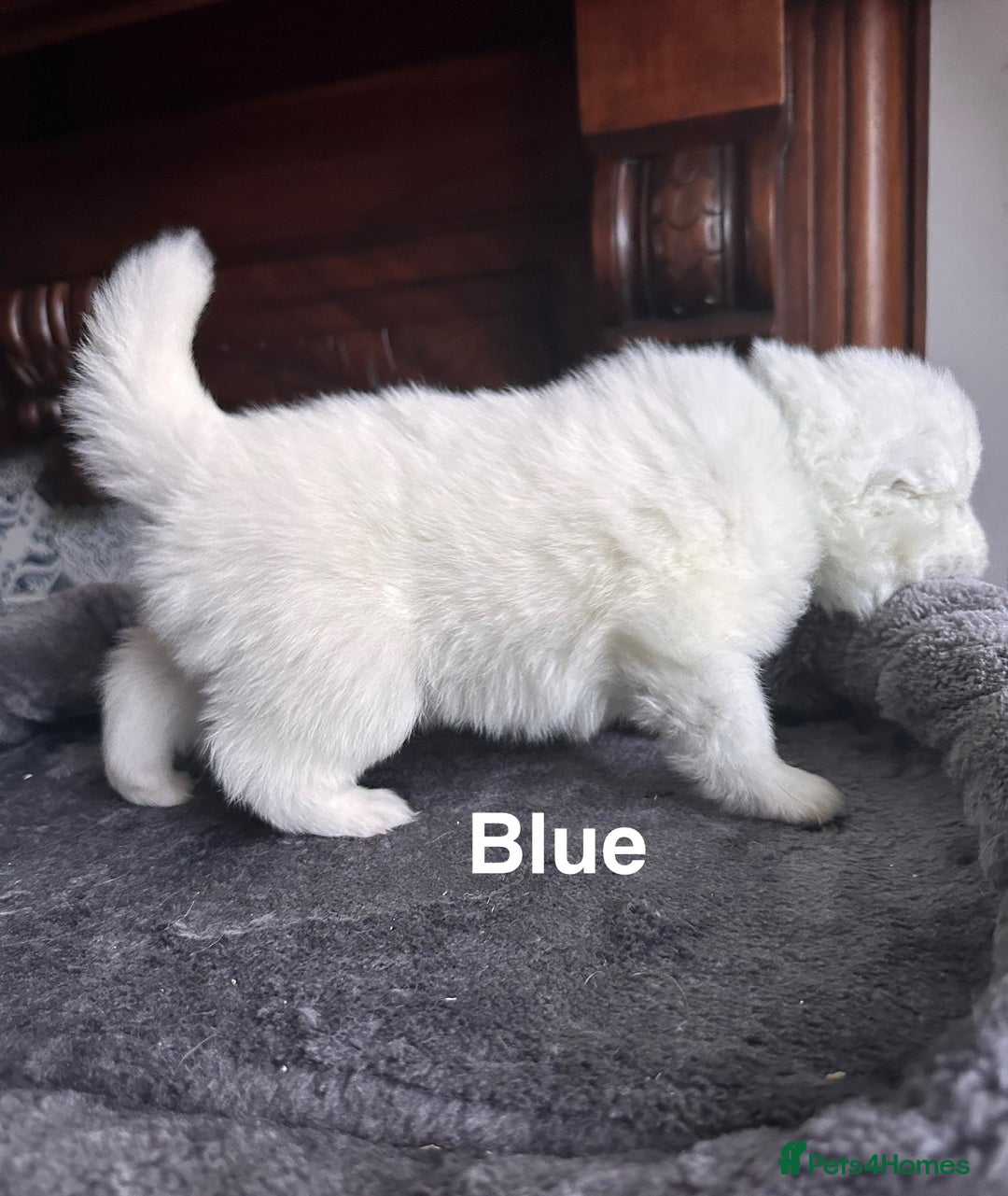 Samoyed dogs for sale: Samoyed Puppies — Ready to Reserve Now! - Image 11