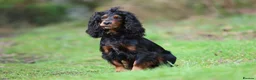 Cocker Spaniel dogs for stud: Black and tan cocker stud at Kellandbrook Gundogs  in Crediton - Advert 8
