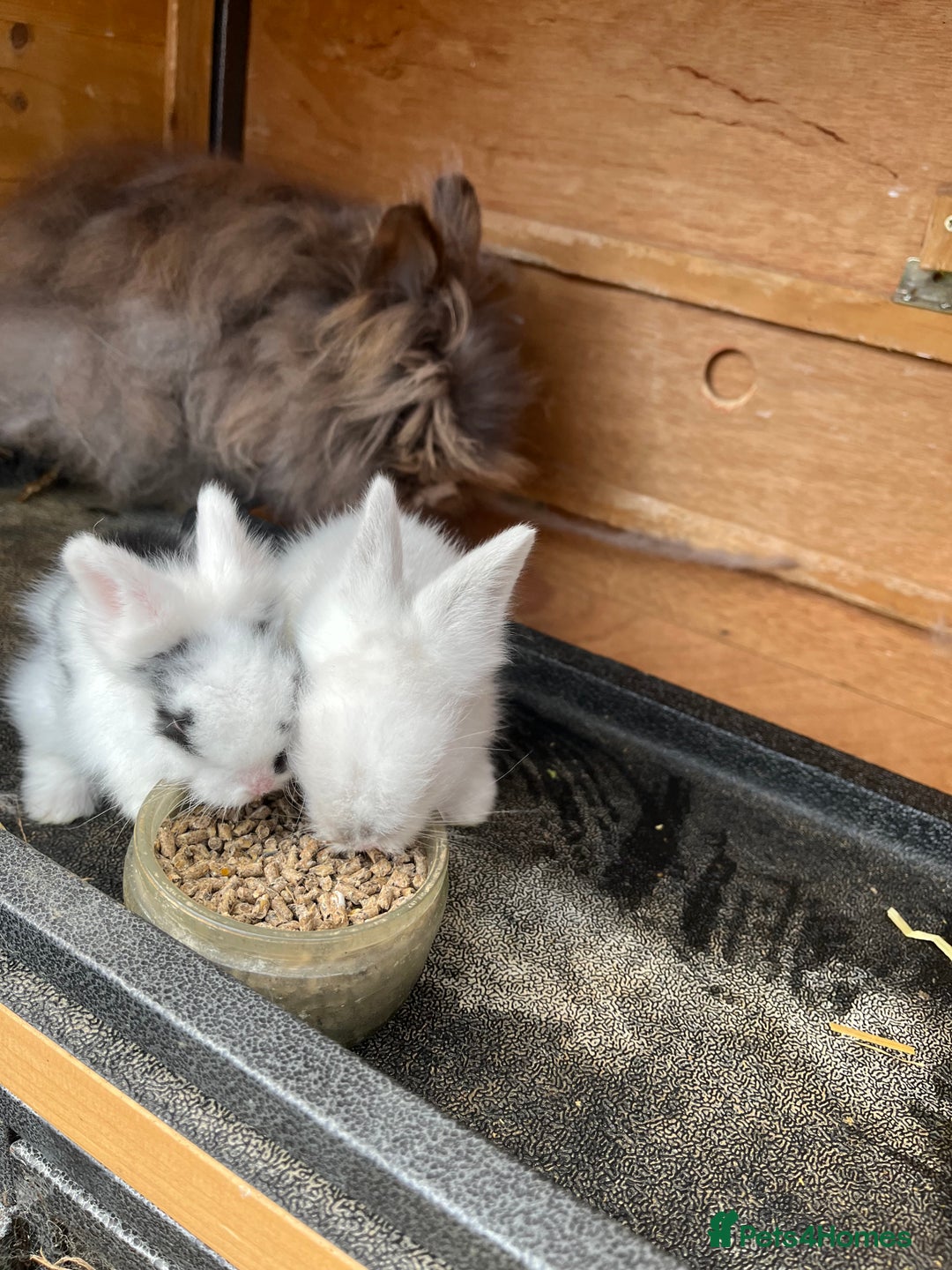 Lionhead rabbits for sale: Lionhead bunny - Image 5