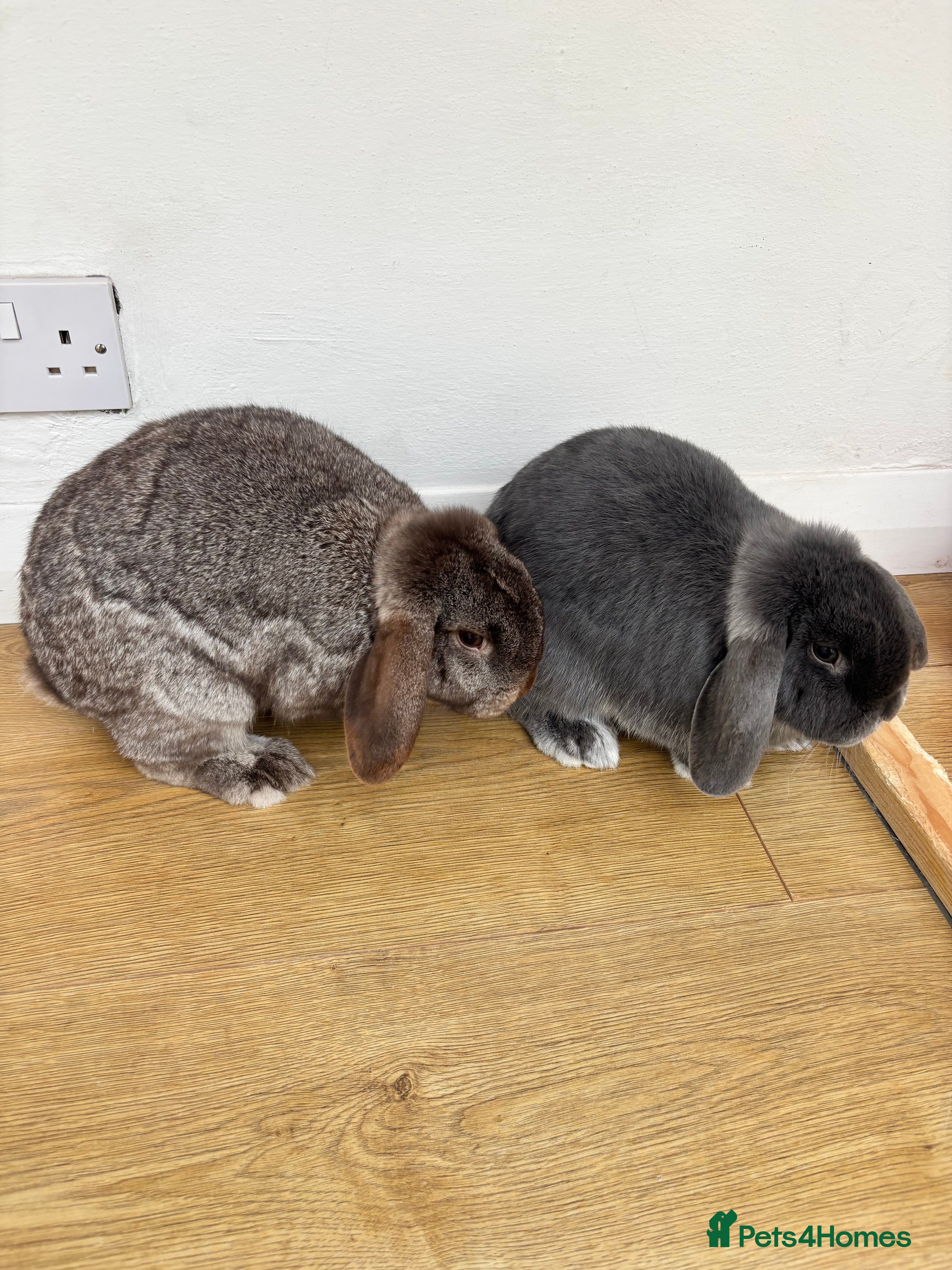 Mini Lop rabbits 2 Female Adult Mini Lops  - Advert 1