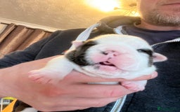 English Bulldog dogs for sale: English bulldogs - Advert 37