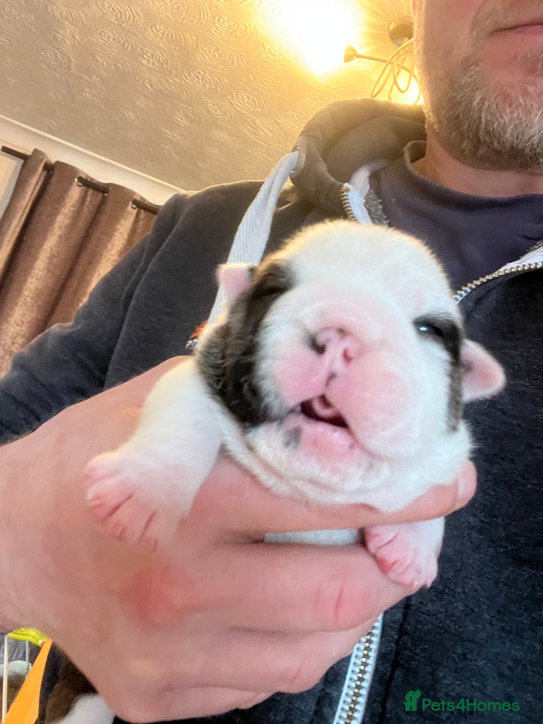 English Bulldog dogs for sale: English bulldogs - Advert 37