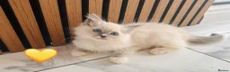 Ragdoll cats for sale: 🩷💕💝Stunning GCCF Registered Ragdoll Kittens😻😻 - Advert 31
