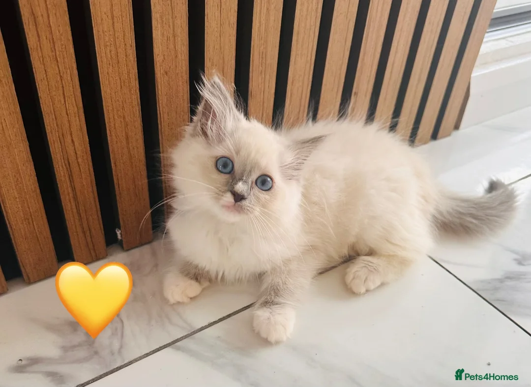 Ragdoll cats for sale: 🩷💕💝ONLY 5 left GCCF Registered kittens 😻😻 - Advert 39