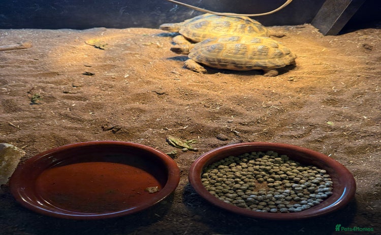 Tortoise reptiles 2x tortoises and full set up.  - Advert 1