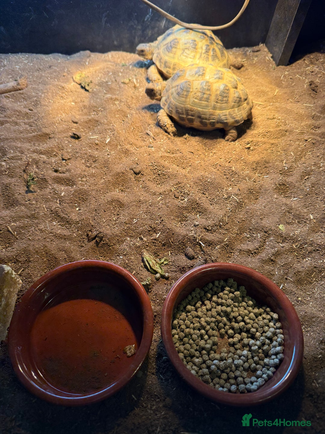 Tortoise reptiles for sale: 2x Horsefield tortoises and full set up.  - Advert 1