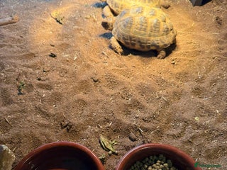 Tortoise reptiles for sale: 2x Horsefield tortoises and full set up. - Advert 1