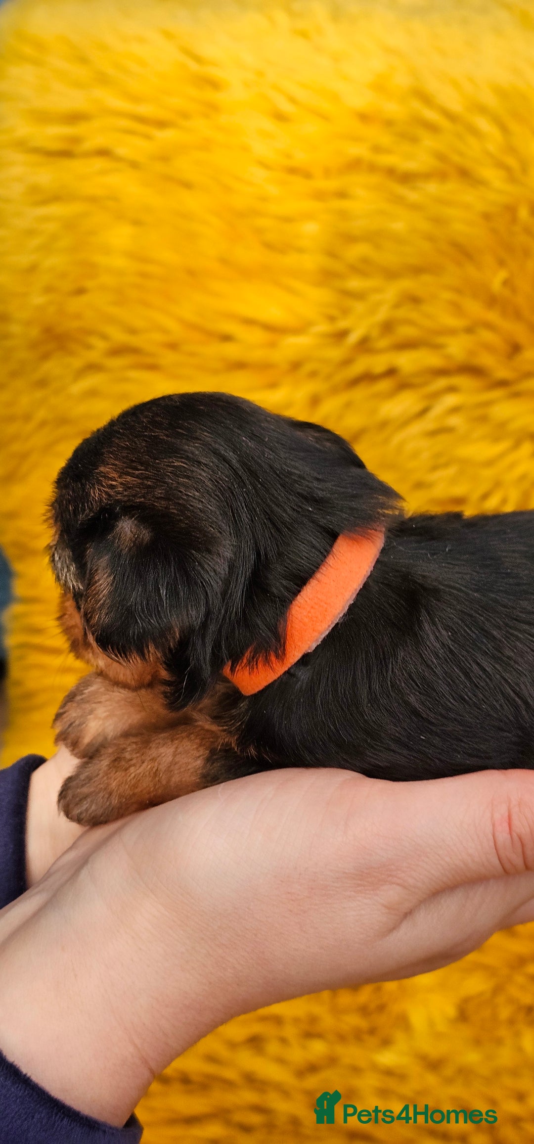 Yorkshire Terrier dogs for sale: Yorkshire Terrier puppies - Advert 11