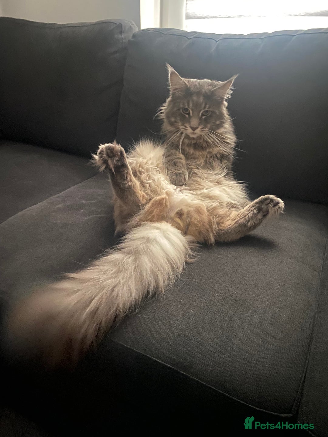 Maine Coon cats for sale: Beautiful Maine coon kittens - Advert 13