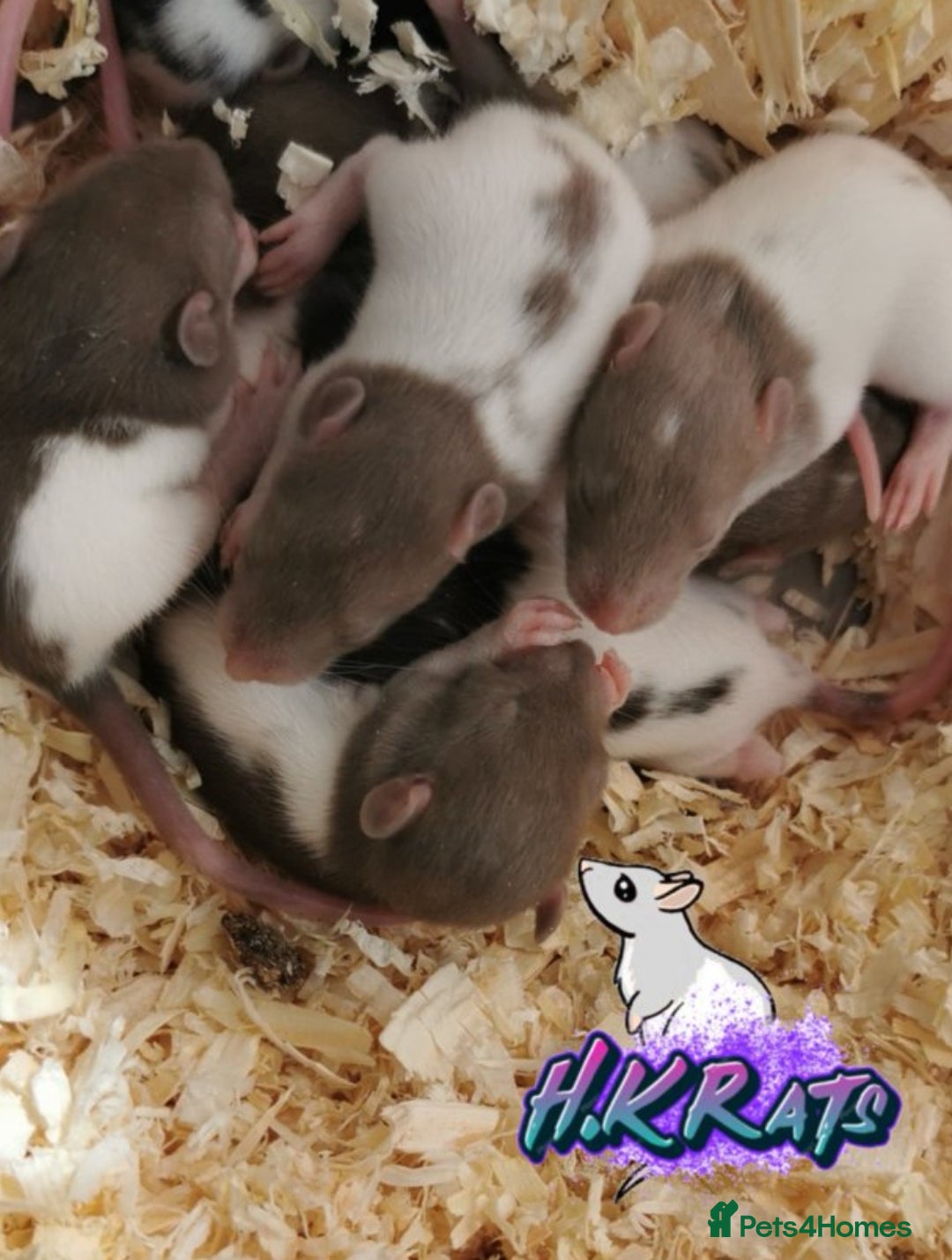 Rat rodents for sale: Dumbo rats mixed buck and does available  - Advert 4