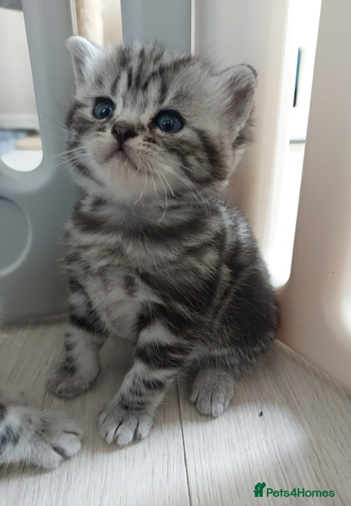 British Shorthair cats Silver Tabby Kittens, Rare GCCF Show Quality.  - Advert 2