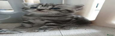 Grey Collar Male 