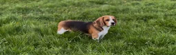Beagle dogs for sale: CRACKER THE BEAUTIFUL BEAGLE  - Advert 5
