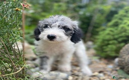 Mixed Breed dogs for sale: Poodle cross - Image 18