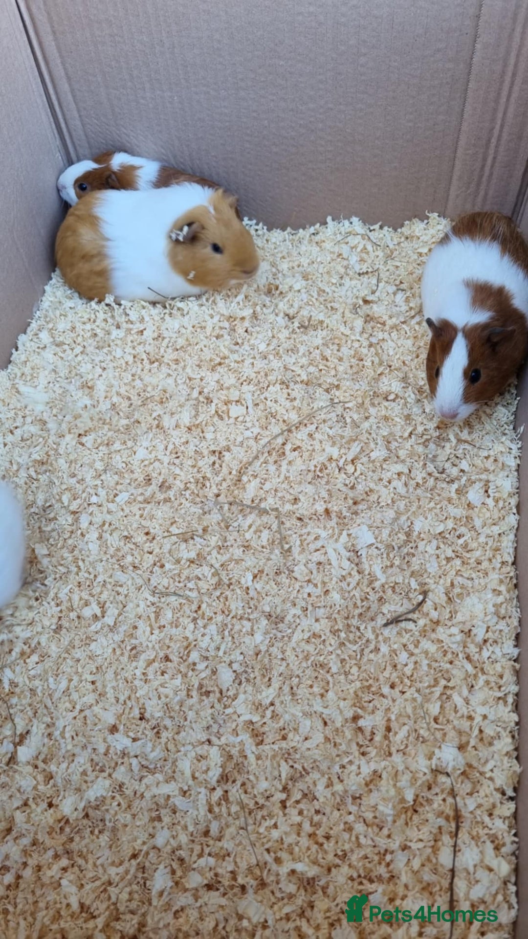 Guinea Pig rodents for sale: 8 week old female guineapigs - Image 4
