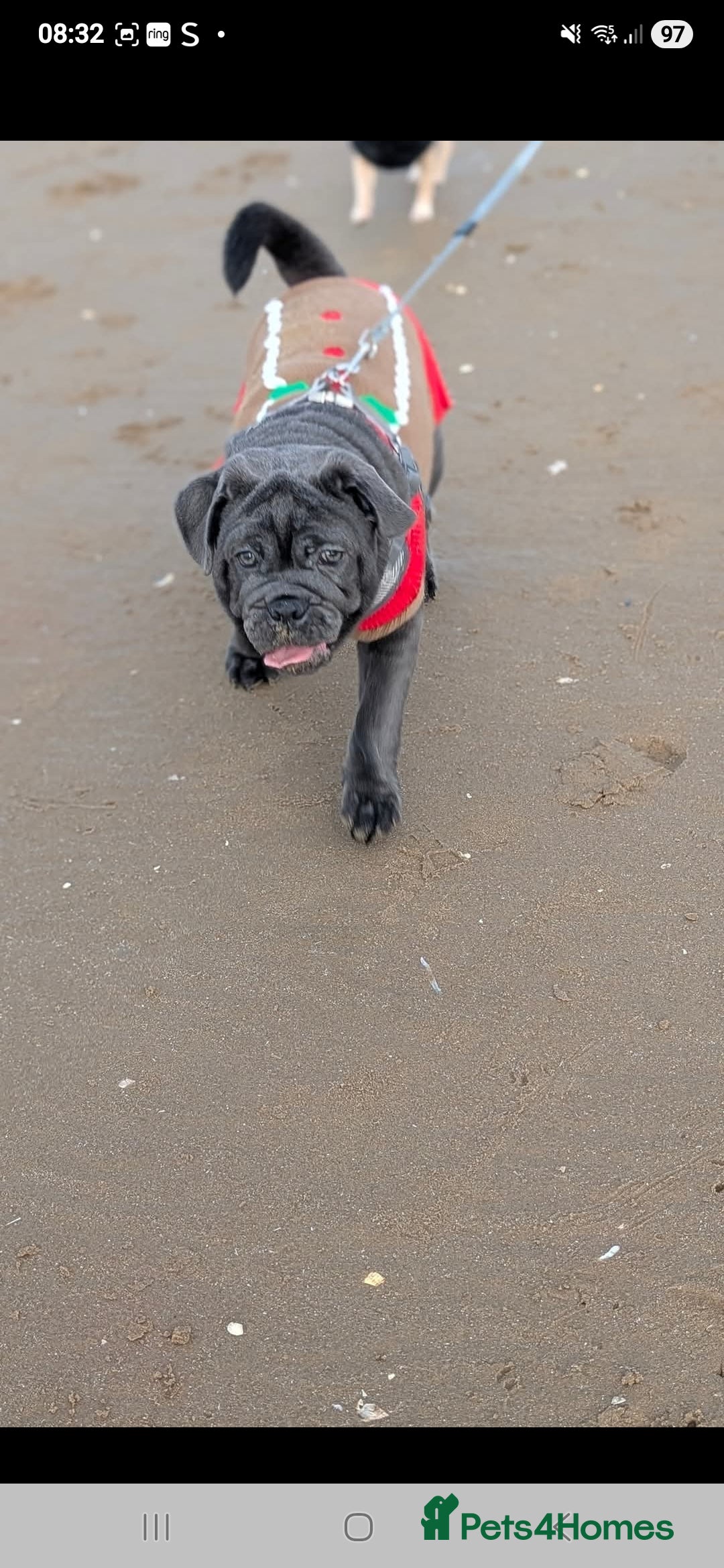 Mixed Breed dogs for sale: English bulldog x pug - Advert 11