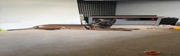 Belgian Shepherd Dog dogs for sale: 1 year old female Belgian malinos  - Advert 7