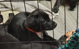 Mixed Breed dogs for sale: READY!! Sprocker jack pups + free bag in Hereford - Image 36