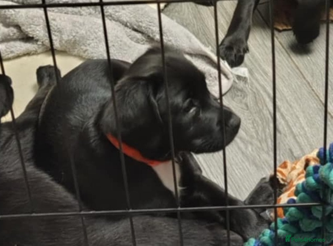 Mixed Breed dogs for sale: READY!! Sprocker jack pups + free bag in Hereford - Image 36