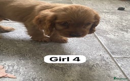 Cocker Spaniel dogs for sale: OUT STANDING GOLDEN SHOW TYPE COCKER SPANIEL  - Image 27