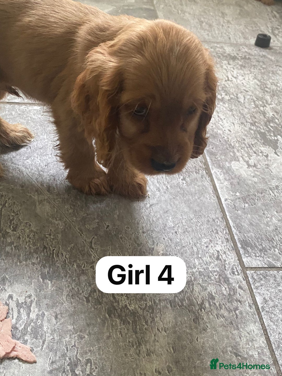 Cocker Spaniel dogs for sale: OUT STANDING GOLDEN SHOW TYPE COCKER SPANIEL  - Image 27