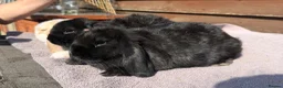 Mini Lop rabbits for sale: Baby mini lops  - Advert 15