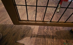 Mini Lop rabbits for sale: 6 month old female mini lop - Image 4