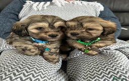 Shih Tzu dogs for sale: Shih Tzu puppies  - Image 6