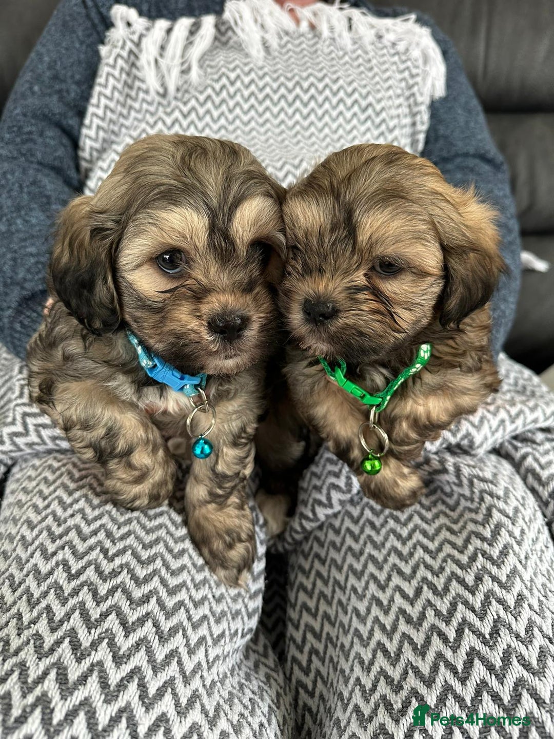Shih Tzu dogs for sale: Shih Tzu puppies  - Image 6