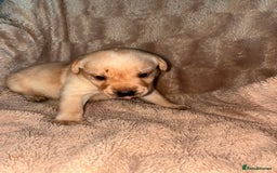Labrador Retriever dogs for sale: Labrador Puppies For Sale  - Image 4
