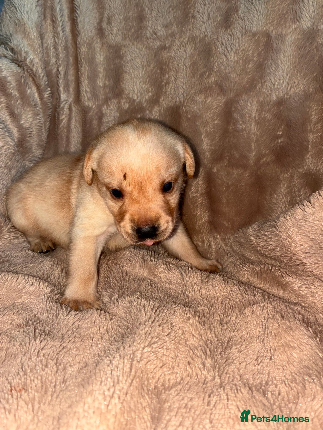 Labrador Retriever dogs for sale: Labrador Puppies For Sale  - Image 4