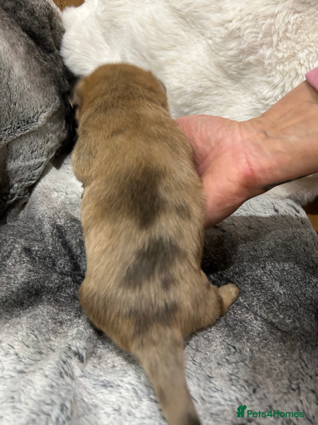 Mixed Breed dogs for sale: Miniature Dauchshund/ Pomeranian puppies for sale - Advert 31