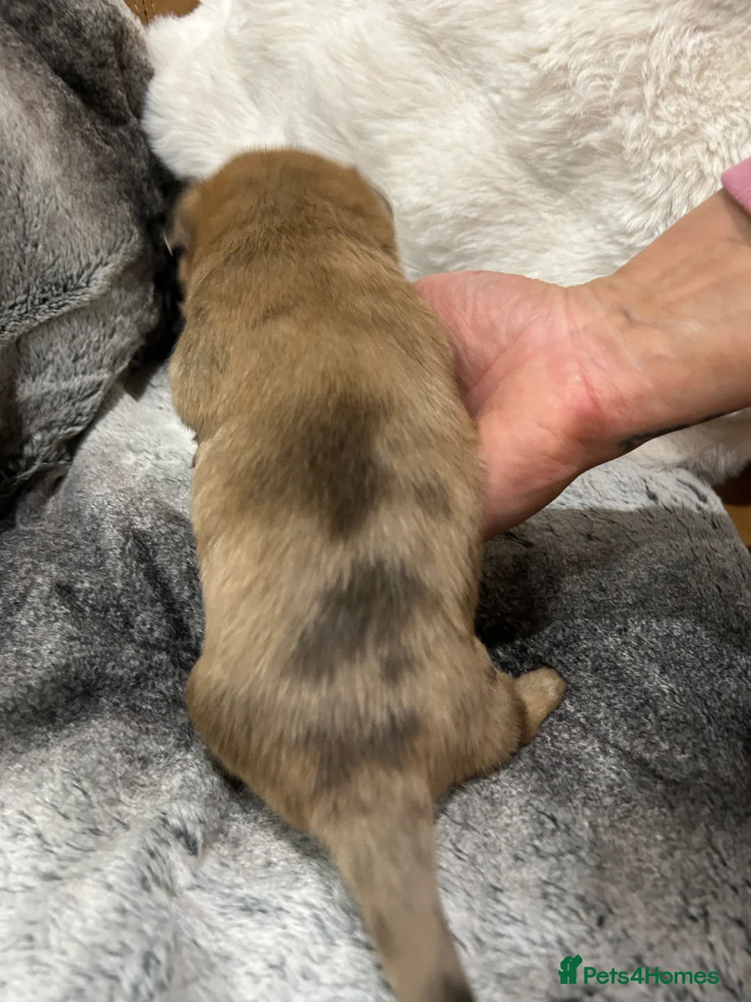 Mixed Breed dogs for sale: Miniature dachshund pomeranian sausage dog small  - Advert 32