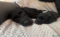Patterdale Terrier dogs for sale: Patterdale puppy - Image 3