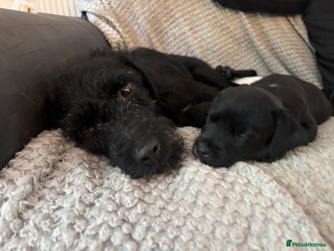 Patterdale Terrier dogs for sale: Patterdale puppy - Image 3