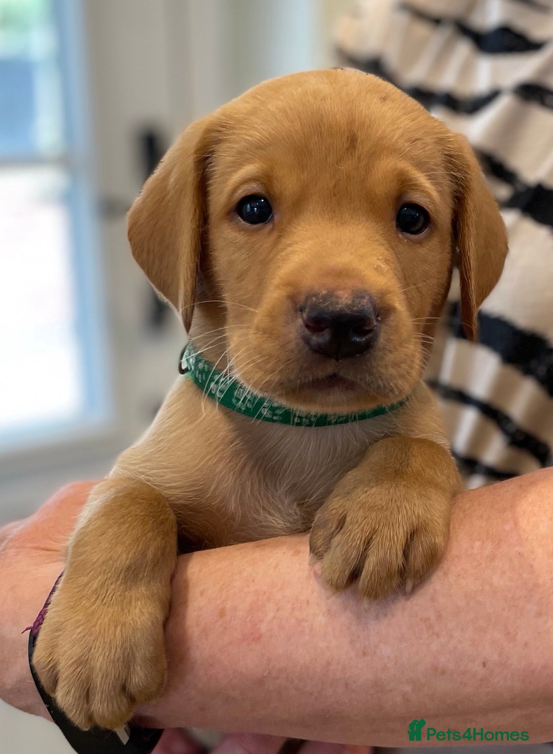 Labrador Retriever dogs for sale: REDUCED! FTCH sired KC fully health tested - Image 4