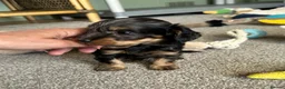 Doxiepoo dogs for sale: Stunning dachshund/poodle pups - Advert 25