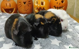 Guinea Pig rodents for sale: Pairs of Sows - Happy, Healthy, Friendly Sows - Image 5