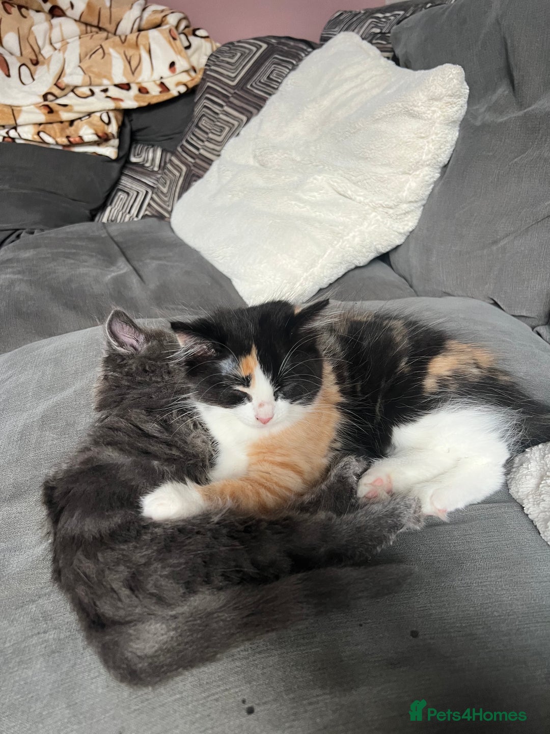 Mixed Breed cats for sale: Beautiful long haired calico girl  - Image 4