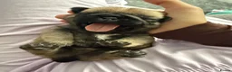 Pug dogs for sale: Stunning pug puppies for sale  - Advert 10