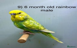 Budgerigars birds for sale: Baby budgies ready now  - Image 8