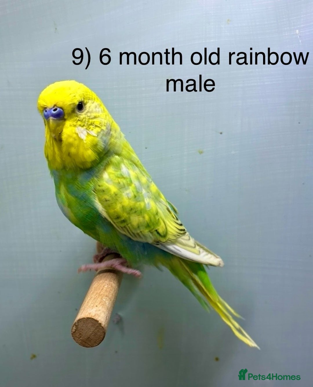 Budgerigars birds for sale: Baby budgies ready now  - Image 8