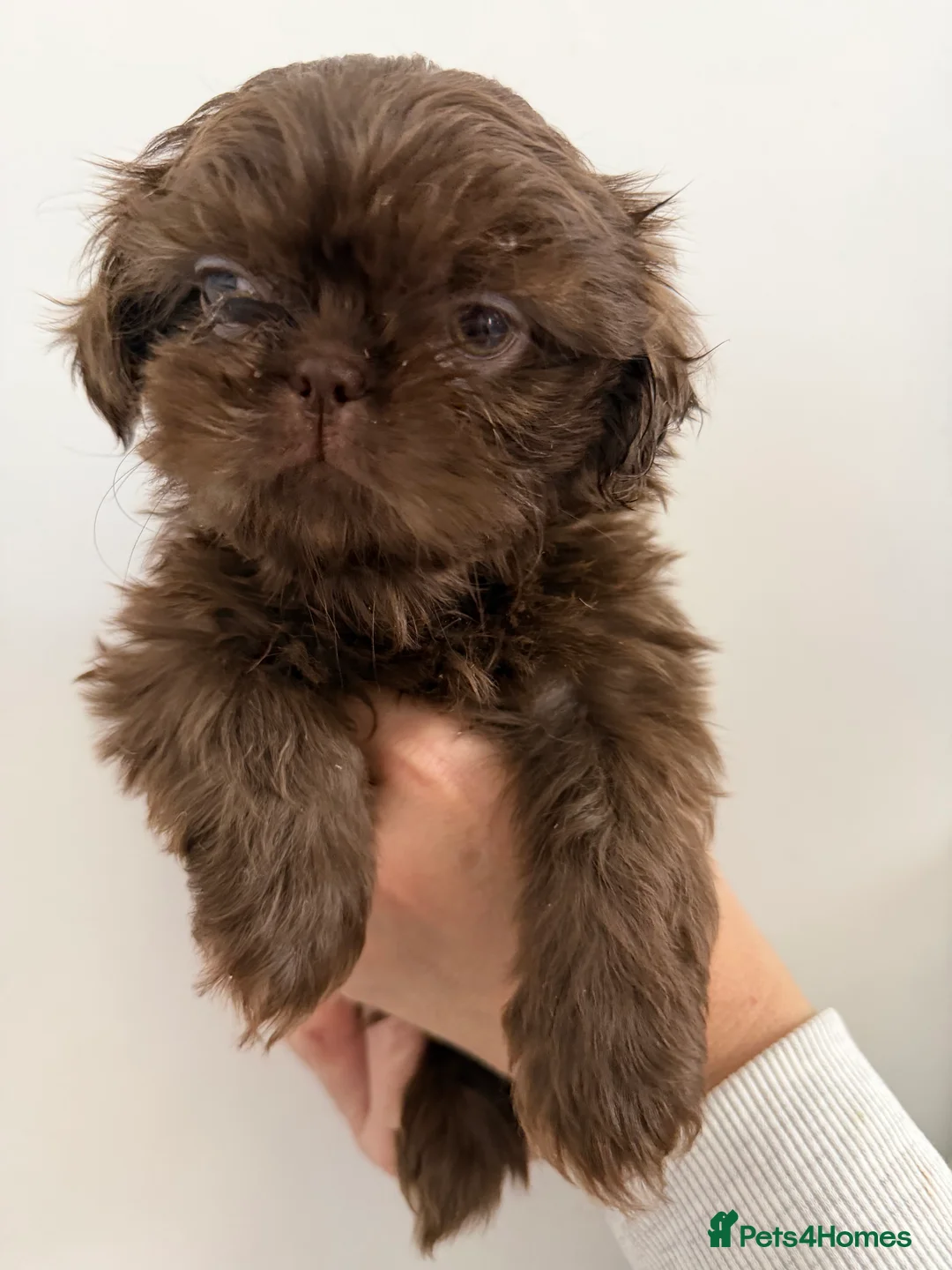 Shih Tzu dogs for sale: 6x Pedigree Imperial Shih Tzu Boys Ready To Leave - Advert 5