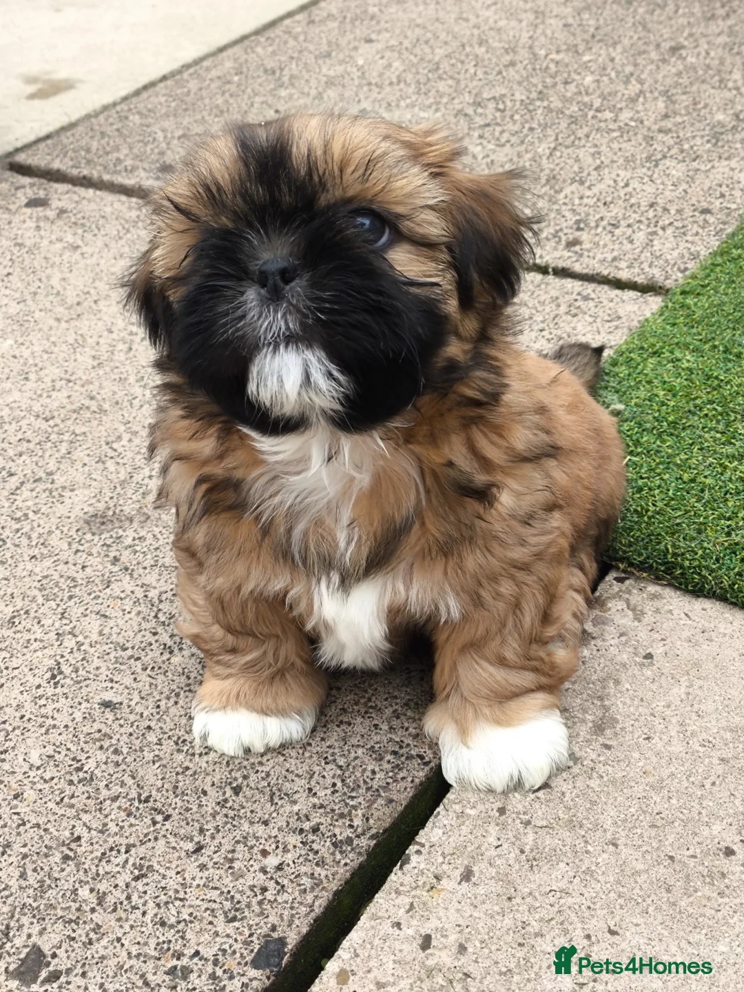 Shih Tzu dogs for sale: Standard Pure breed Shih Tzu  - Advert 1