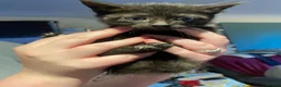 British Longhair cats for sale: Females - Advert 3