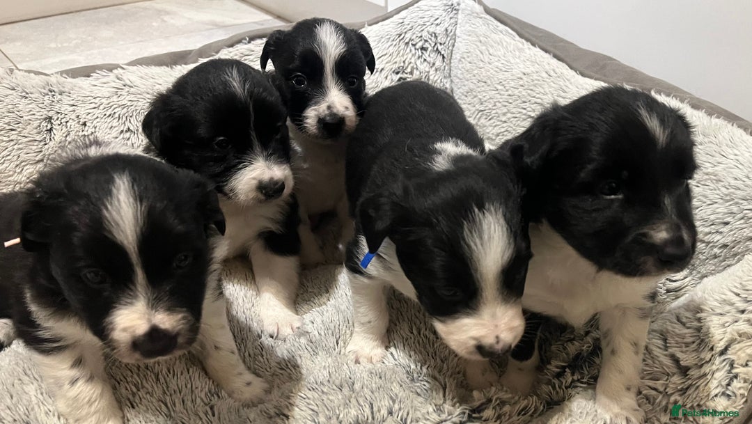 Border Collie dogs for sale: Traditional Border Collie puppies - Newport - Advert 7