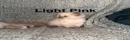 Ragdoll cats for sale: Purebred Blue Point & Blue Mitted ragdolls - Advert 24