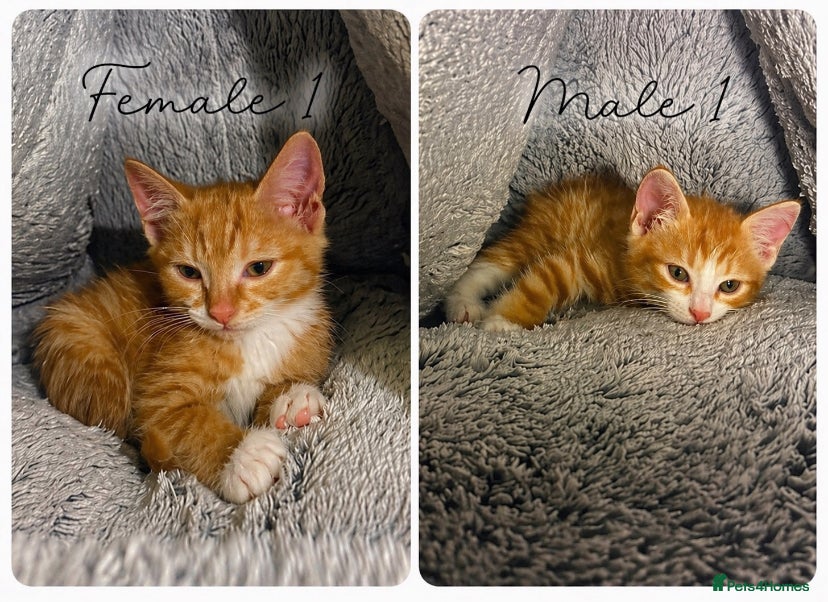 Mixed Breed cats 2 Beautiful Ginger Kittens Ready For A New Home🏡 - Advert 5