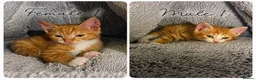 Mixed Breed cats for sale: 2 Beautiful Ginger Kittens Ready For A New Home🏡 - Advert 1