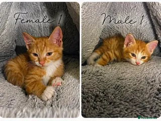 Mixed Breed cats 2 Beautiful Ginger Kittens Ready For A New Home🏡 - Advert 5
